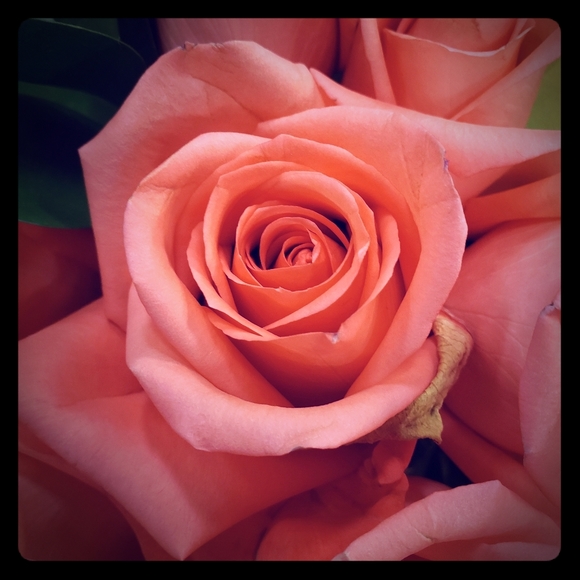 Meet your Posher, Kelly - Picture 1 of 1